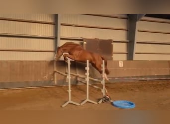 Holsteiner, Wallach, 4 Jahre, 163 cm, Fuchs