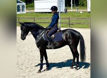 Holsteiner, Wallach, 4 Jahre, 163 cm, Rappe