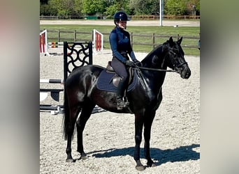 Holsteiner, Wallach, 4 Jahre, 163 cm, Rappe