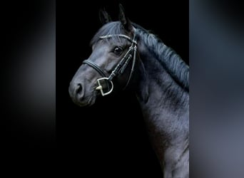 Holsteiner, Wallach, 4 Jahre, 163 cm, Rappe