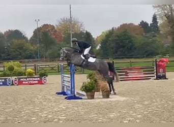 Holsteiner, Wallach, 4 Jahre, 163 cm, Schimmel