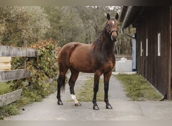 Holsteiner, Wallach, 4 Jahre, 164 cm, Brauner