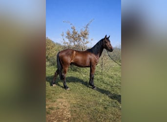 Holsteiner Mix, Wallach, 4 Jahre, 164 cm, Brauner