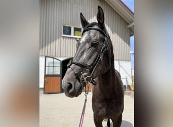 Holsteiner, Wallach, 4 Jahre, 164 cm, Schimmel