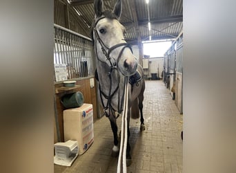Holsteiner, Wallach, 4 Jahre, 165 cm, Apfelschimmel