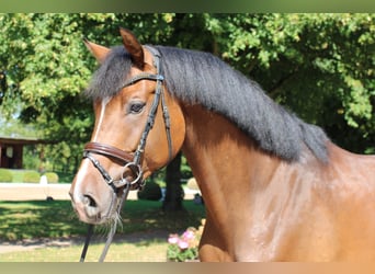 Holsteiner, Wallach, 4 Jahre, 165 cm, Brauner