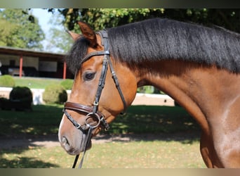 Holsteiner, Wallach, 4 Jahre, 165 cm, Brauner