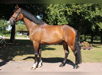 Holsteiner, Wallach, 4 Jahre, 165 cm, Brauner