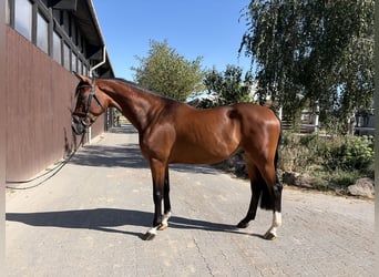 Holsteiner, Wallach, 4 Jahre, 165 cm, Brauner