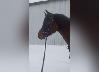 Holsteiner, Wallach, 4 Jahre, 165 cm, Brauner