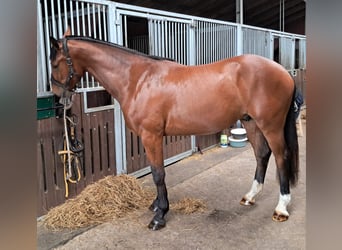 Holsteiner, Wallach, 4 Jahre, 165 cm, Brauner