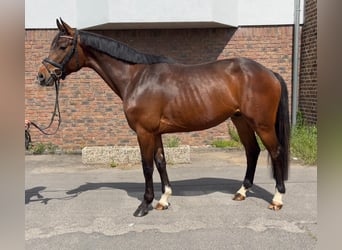 Holsteiner, Wallach, 4 Jahre, 165 cm, Dunkelbrauner
