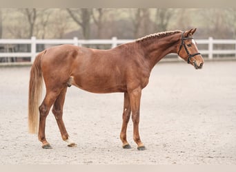 Holsteiner, Wallach, 4 Jahre, 165 cm, Dunkelfuchs