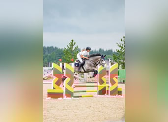 Holsteiner, Wallach, 4 Jahre, 165 cm, Schimmel