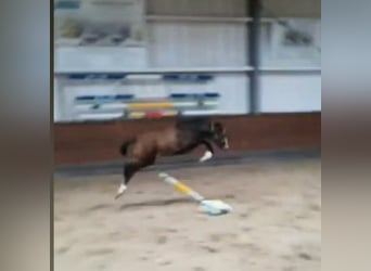 Holsteiner, Wallach, 4 Jahre, 165 cm, Schimmel