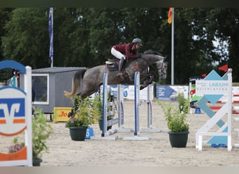 Holsteiner, Wallach, 4 Jahre, 165 cm, Schimmel