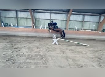 Holsteiner, Wallach, 4 Jahre, 165 cm