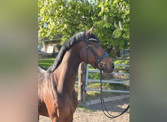 Holsteiner, Wallach, 4 Jahre, 165 cm