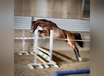 Holsteiner, Wallach, 4 Jahre, 167 cm, Brauner