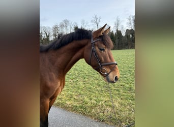 Holsteiner, Wallach, 4 Jahre, 167 cm, Brauner