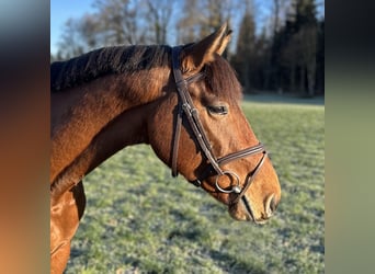 Holsteiner, Wallach, 4 Jahre, 167 cm