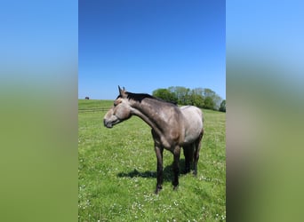 Holsteiner, Wallach, 4 Jahre, 168 cm, Blauschimmel