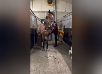 Holsteiner, Wallach, 4 Jahre, 168 cm, Brauner