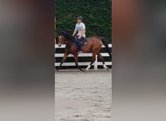 Holsteiner, Wallach, 4 Jahre, 168 cm, Brauner