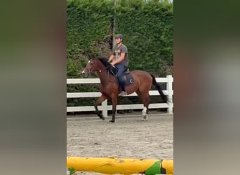 Holsteiner, Wallach, 4 Jahre, 168 cm, Brauner