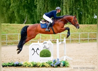 Holsteiner, Wallach, 4 Jahre, 168 cm, Brauner