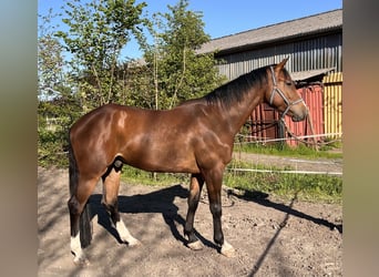 Holsteiner, Wallach, 4 Jahre, 168 cm, Brauner