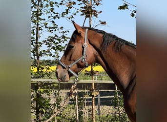 Holsteiner, Wallach, 4 Jahre, 168 cm, Brauner