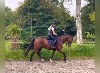 Holsteiner, Wallach, 4 Jahre, 168 cm, Brauner