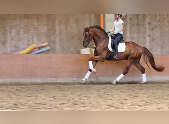 Holsteiner, Wallach, 4 Jahre, 168 cm, Dunkelfuchs