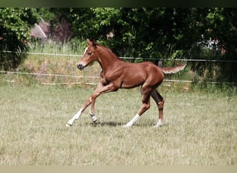 Holsteiner, Wallach, 4 Jahre, 168 cm, Dunkelfuchs