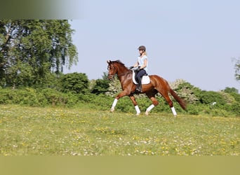 Holsteiner, Wallach, 4 Jahre, 168 cm, Dunkelfuchs