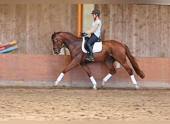 Holsteiner, Wallach, 4 Jahre, 168 cm, Dunkelfuchs