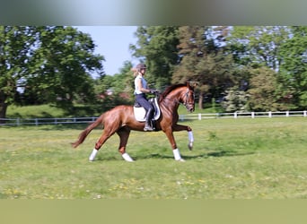 Holsteiner, Wallach, 4 Jahre, 168 cm, Dunkelfuchs