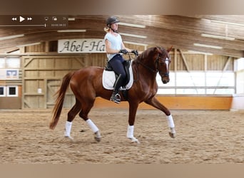 Holsteiner, Wallach, 4 Jahre, 168 cm, Dunkelfuchs