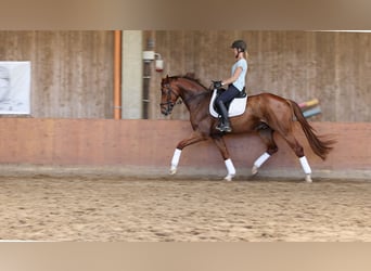 Holsteiner, Wallach, 4 Jahre, 168 cm, Dunkelfuchs