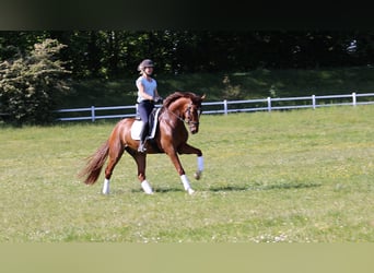 Holsteiner, Wallach, 4 Jahre, 168 cm, Dunkelfuchs