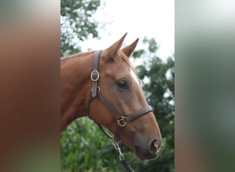 Holsteiner, Wallach, 4 Jahre, 168 cm, Fuchs