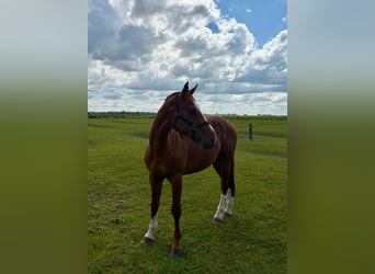 Holsteiner, Wallach, 4 Jahre, 168 cm, Fuchs