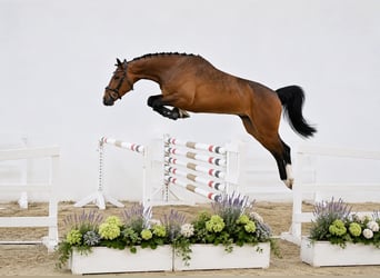 Holsteiner, Wallach, 4 Jahre, 168 cm, Rotbrauner
