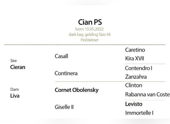 Holsteiner, Wallach, 4 Jahre, 168 cm, Rotbrauner