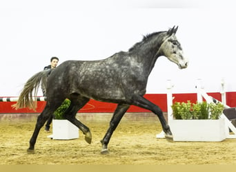 Holsteiner, Wallach, 4 Jahre, 168 cm, Schimmel