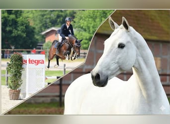 Holsteiner, Wallach, 4 Jahre, 169 cm, Brauner