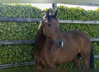 Holsteiner, Wallach, 4 Jahre, 169 cm, Brauner