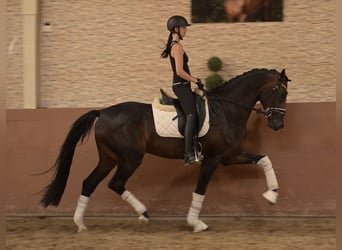 Holsteiner, Wallach, 4 Jahre, 169 cm, Dunkelbrauner