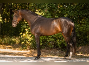 Holsteiner, Wallach, 4 Jahre, 169 cm, Dunkelbrauner